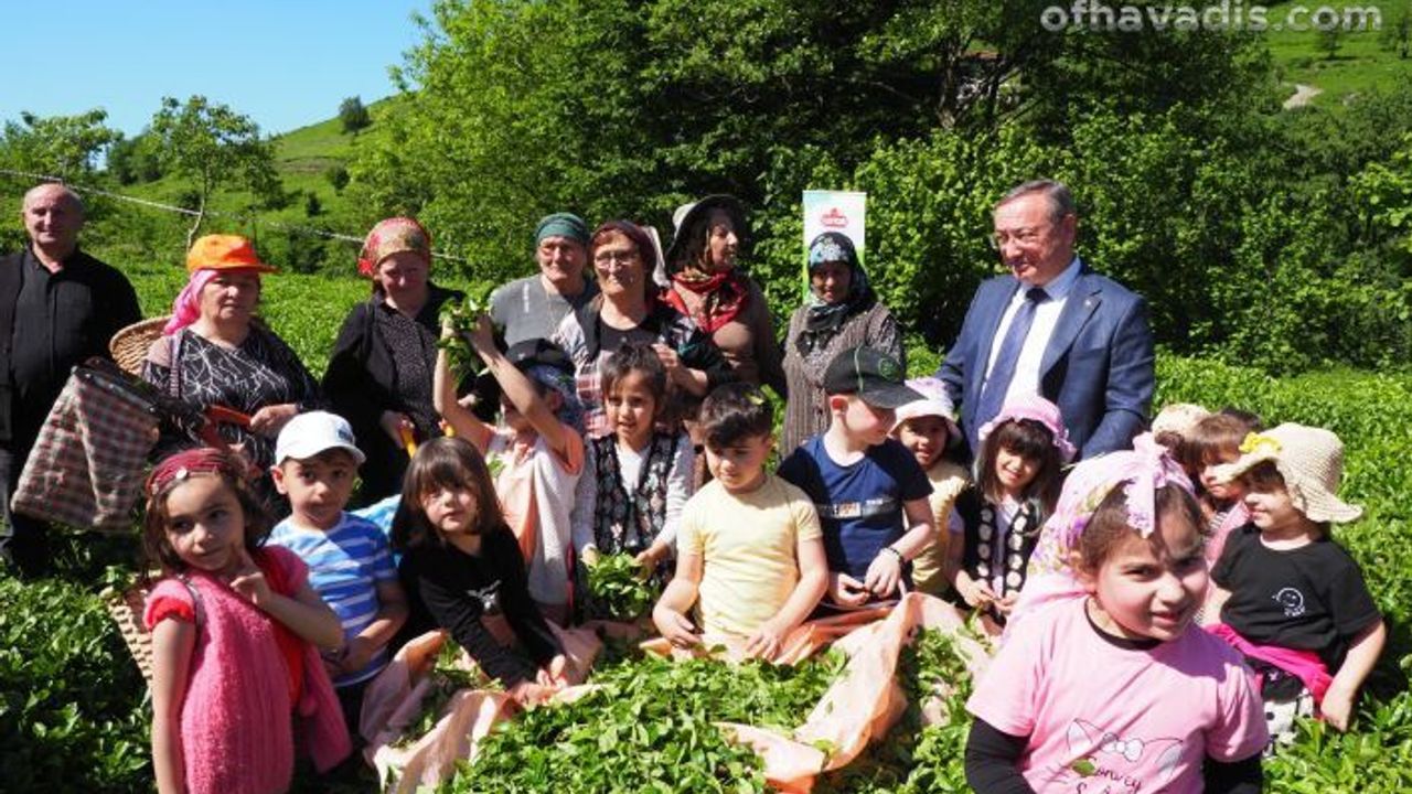 ÇAYKUR geleneği bozmadı miniklerle çay hasadı yaptı