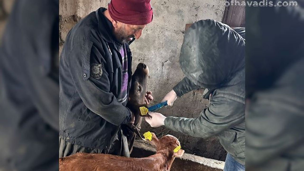 Of’ta hayvan sağlığı için yoğun çalışma