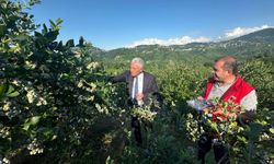 Başkan Sarıalioğlu’ndan mavi yemiş hasadı
