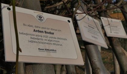 Büyükşehir doğan her bebek için bir ağaç dikiyor