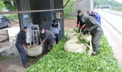 Çay Arife ve Bayram dinlemiyor