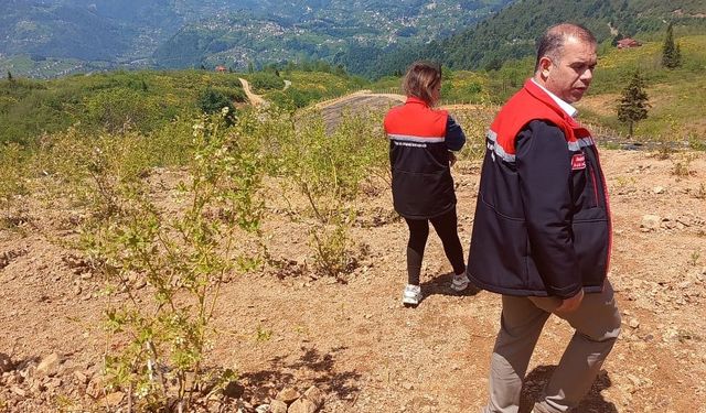 Of’ta Doğu Karadeniz’in en büyük mavi yemiş bahçesi kuruldu