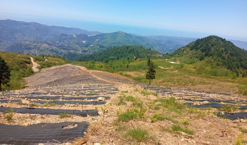 Of’ta Doğu Karadeniz’in en büyük mavi yemiş bahçesi kuruldu